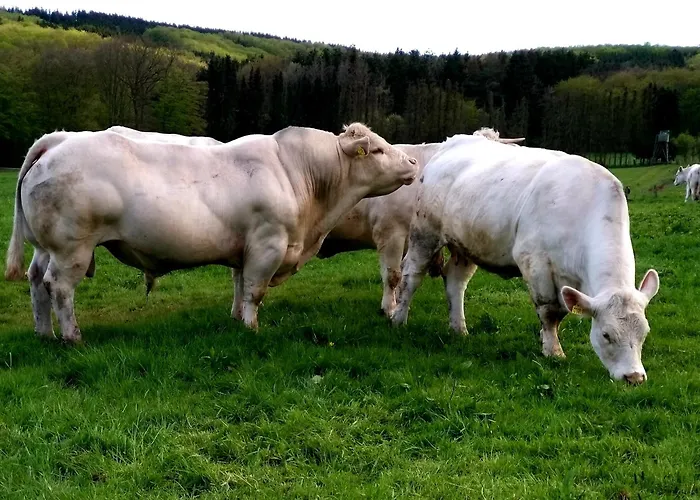 Biohof Mindermann Апартаменты Кельберг