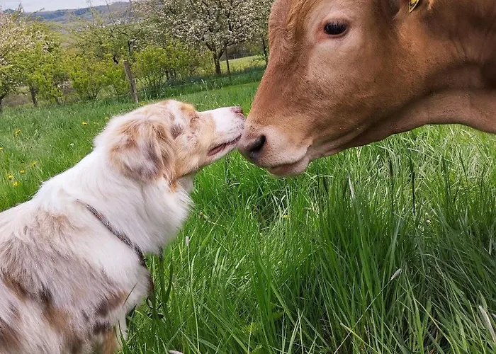 Апартаменты Biohof Mindermann Кельберг
